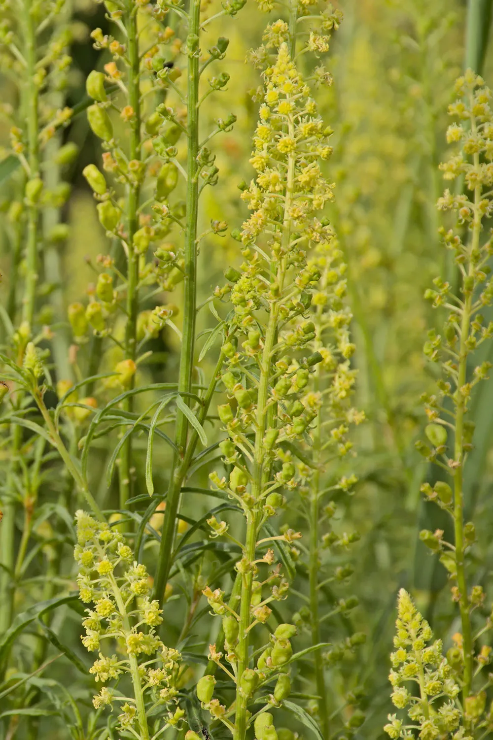 Organic Weld Seeds